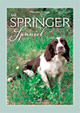 Lo Springer Spaniel